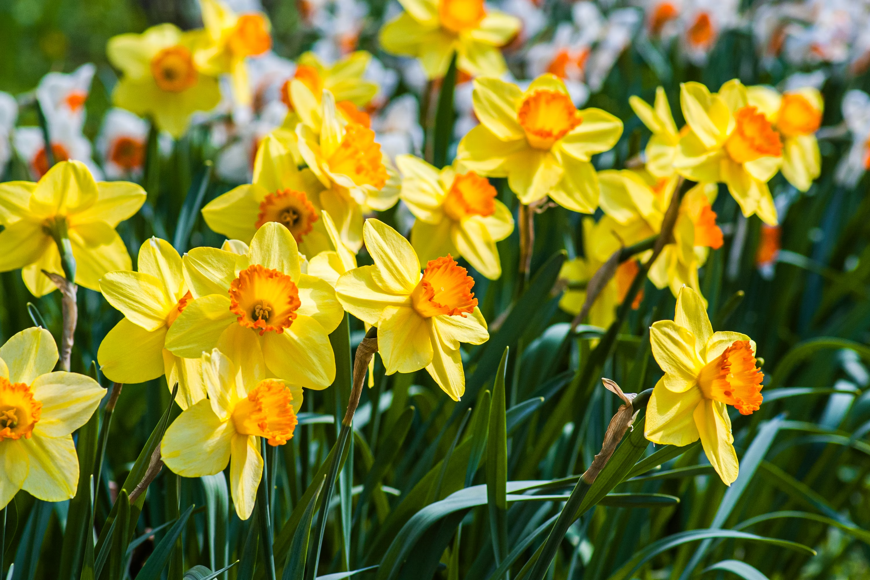 Where to See the Best Spring Flowers in Notting Hill & Kensington