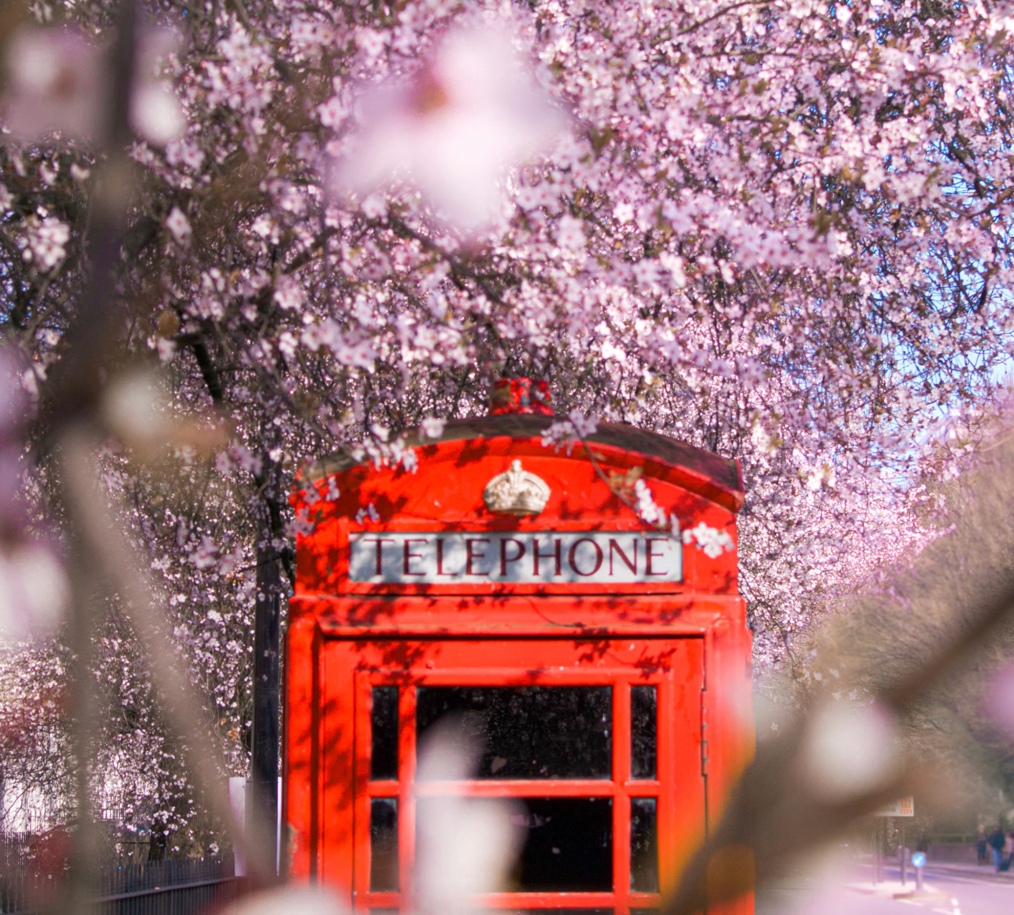 The Best Streets to See Cherry Blossoms in West London