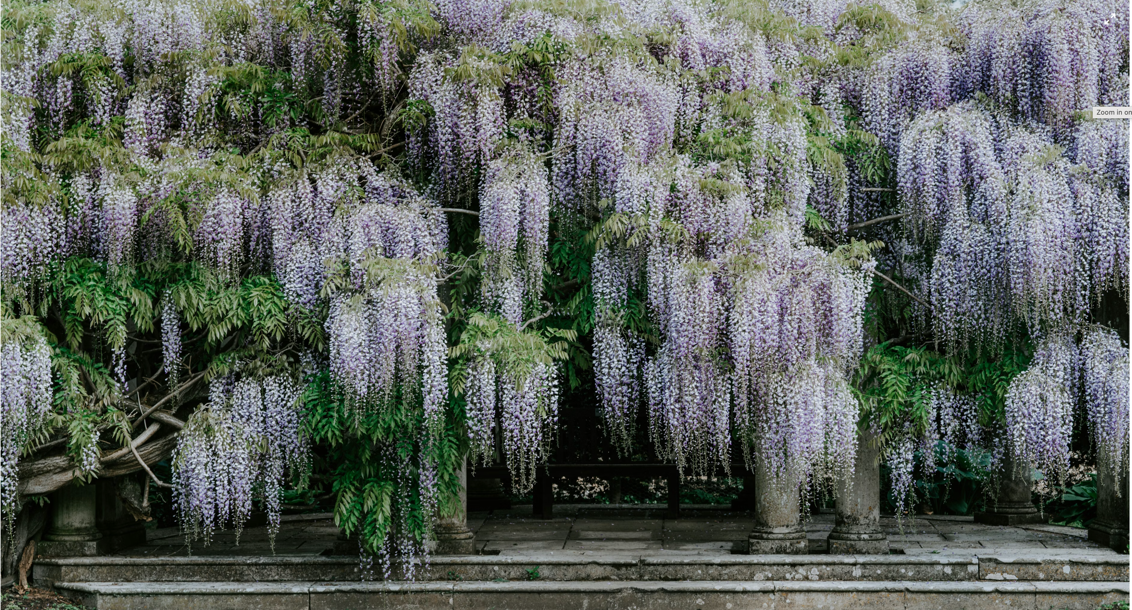 Where to Find Wisteria in West London: A Seasonal Guide 🌸