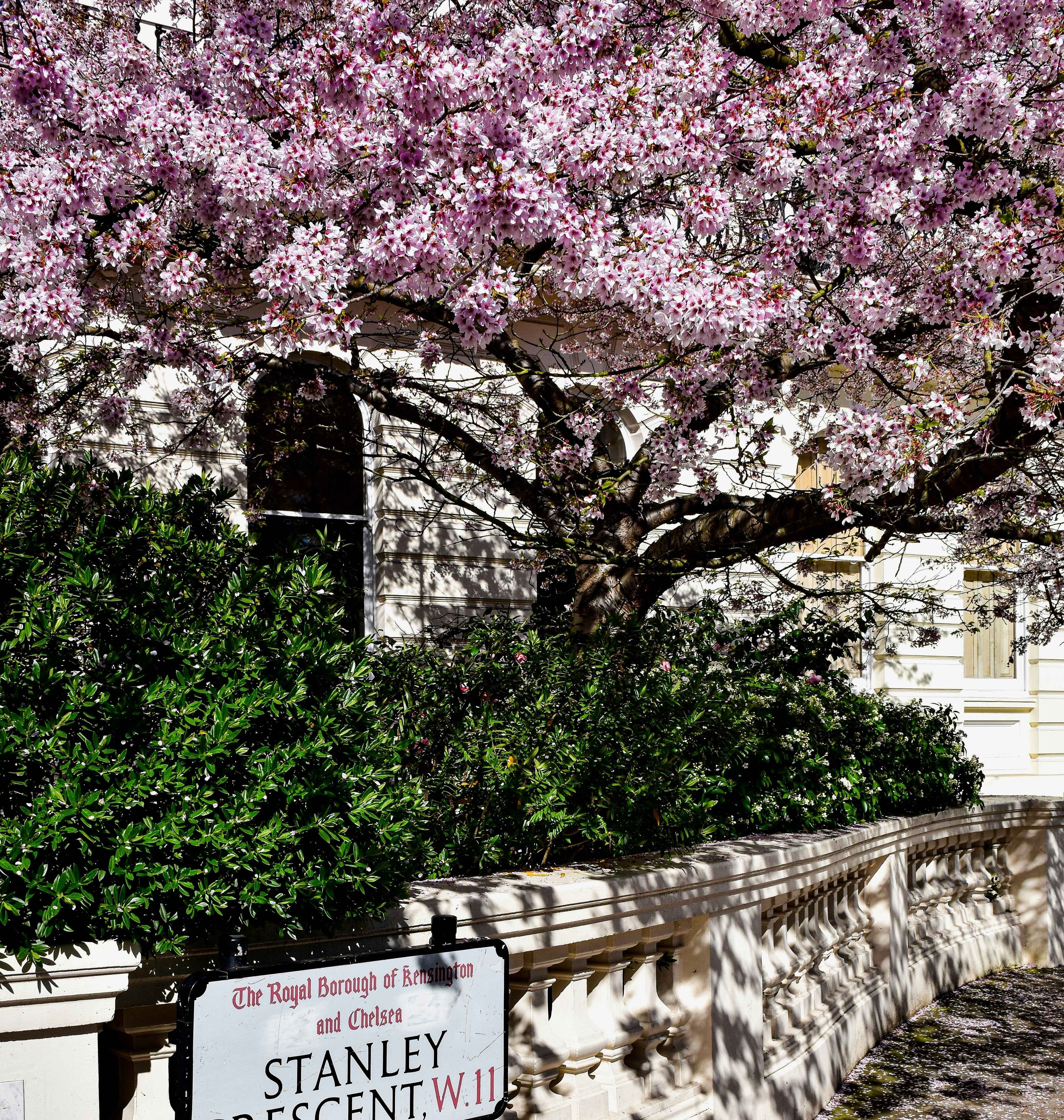 The Magic of Cherry Blossoms in Notting Hill and Holland Park: A Spring Stroll Through London