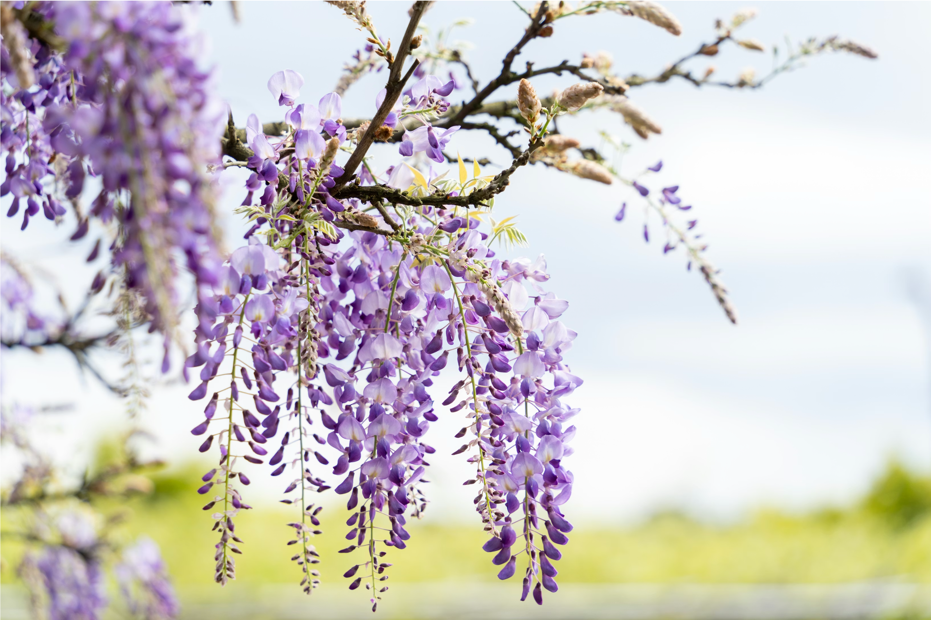 Where to Find Wisteria in West London: A Seasonal Guide 🌸